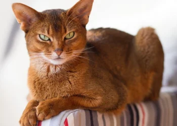 Таблетки или капли от глистов для кошек: какой метод лучше выбрать?