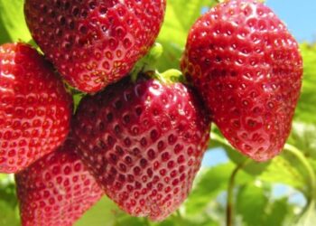 Ягідна галузь в Україні припинила розвиток – ЭКОНОМИКА