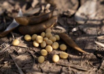 На Волині фермер самовільно захопив та засіяв соєю природоохоронні землі – ЭКОНОМИКА