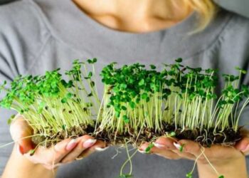 На Віничинні учні ліцею вирощують  мікрозелень – ЭКОНОМИКА