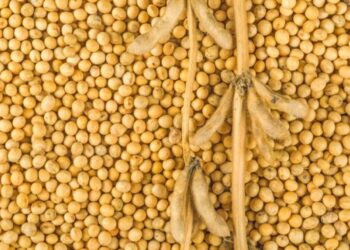В Україні змінилися ціни на сою – ЭКОНОМИКА