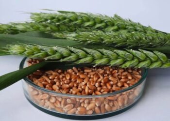 Затверджено новий порядок перевірки супроводжуючих документів на насіння – ЭКОНОМИКА