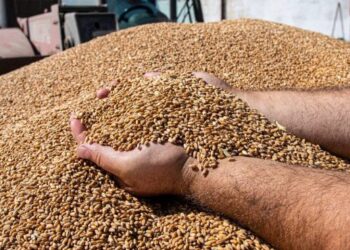 Програма USAID АГРО надасть до 270 млн грн співфінансування на розвиток елеваторних потужностей – ЭКОНОМИКА