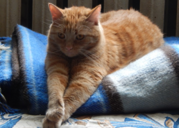 Без опалення тимчасово залишились будинки в Олександрівському районі Запоріжжя — адреси відключень | Новости Запорожья