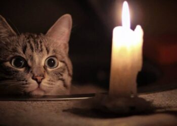 Деякі домівки Запоріжжя залишаться без світла — адреси  | Новости Запорожья