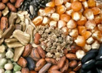 Домогосподарства з постраждалих громад Херсонщини безкоштовно отримають насіння овочів для весняної посівної