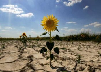 Виробництво агропродукції може знизитися до 50% – ЭКОНОМИКА