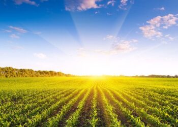 Юридичні особи вже придбали 8 земельних ділянок сільськогосподарського призначення – ЭКОНОМИКА