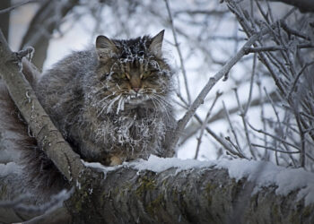 Як підтримати у морози птахів та тварин | Новости Запорожья