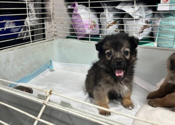 У Запоріжжі власниця мережі зоомагазинів прихистила десятки котів та собак, що втратили домівки через війну | Новости Запорожья