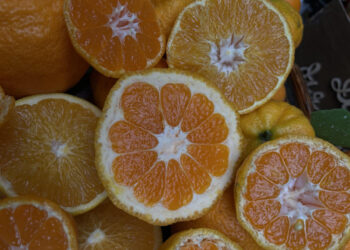 У Запоріжжі жінка виростила вдома незвичайні мандарини — фото та відео | Новости Запорожья