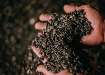 Болгарія висловилася проти спрощення експорту насіння соняшнику з України – ЭКОНОМИКА