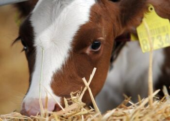 На Харківщині зафіксовано випадок сказу телиці – ЭКОНОМИКА