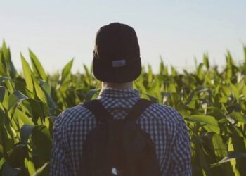 На Миколаївщині виробництво валової продукції с/г зросло майже на чверть – ЭКОНОМИКА