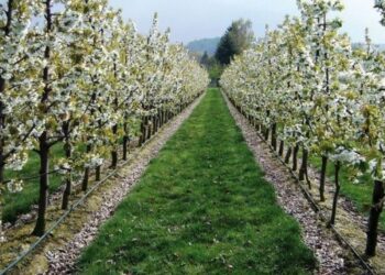 Аграрії цьогоріч отримали 6,2 млн грн грантової підтримки на розвиток садів і теплиць – ЭКОНОМИКА