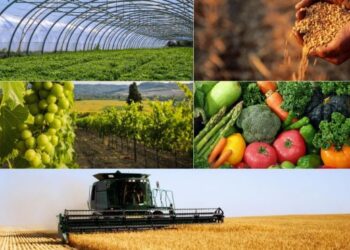 Як українські агрокомпанії адаптують бізнес до воєнних умов – ЭКОНОМИКА