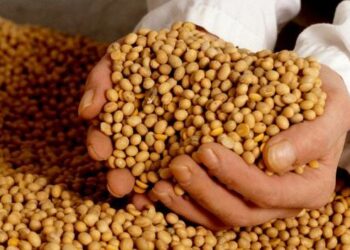 В Україні подешевшали соєві боби – ЭКОНОМИКА