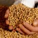 В Україні подешевшали соєві боби – ЭКОНОМИКА