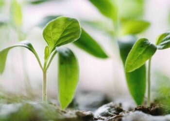 В Україні оновилося законодавство у сфері охорони прав на сорти рослин – ЭКОНОМИКА