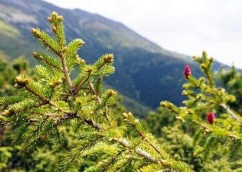 В Україні прибуток лісової галузі в 2023 р зріс у понад два рази – ЭКОНОМИКА