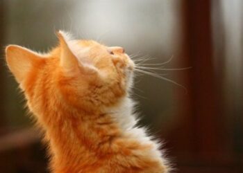 В Україні у вихідні очікується аномально тепла погода – ЭКОНОМИКА