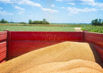 Мінагро запускає новий цифровий реєстр складських документів на зерно  – ЭКОНОМИКА