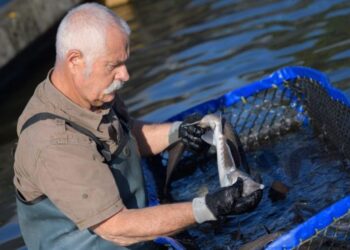 На Прикарпатті пропонують гранти на розвиток акваферм – ЭКОНОМИКА