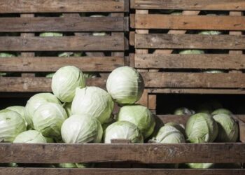 Стало відомо, як в Україні змінилися ціни на капусту – ЭКОНОМИКА