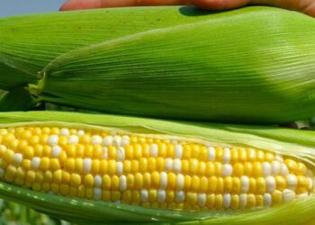 Українська цукрова кукурудза стає популярною в світі – ЭКОНОМИКА