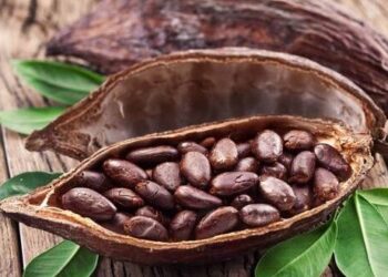 Світові ціни на какао зросли вдвічі – Экономика