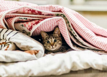 У яких будинках у Запоріжжі немає тепла 6 лютого — адреси відключень опалення | Новости Запорожья