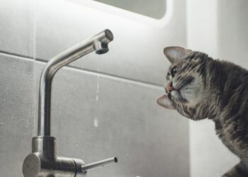 У Запоріжжі аварійно вимкнули воду — адреси та терміни відновлення | Новости Запорожья