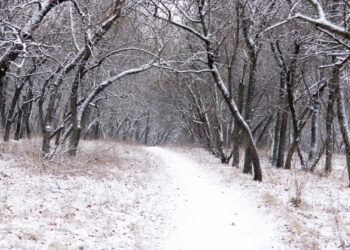 У Запорізькій області синоптики спостерігають сильне коливання температур — січень був теплішим, ніж очікували | Новости Запорожья