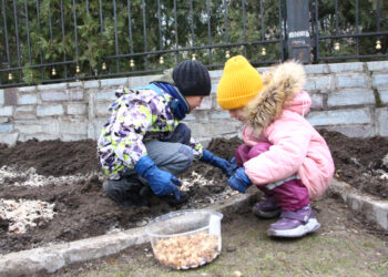 У запорізькій школі діти висадили півтори тисячі квітів — цибулини отримали в межах всеукраїнського проєкту | Новости Запорожья