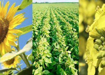 В Україні очікується зростання рентабельності  зернових та олійних культур – ЭКОНОМИКА