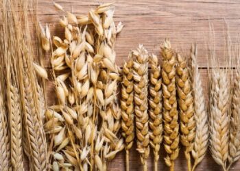 Стало відомо, як змінилися ціни на зернові в Україні – ЭКОНОМИКА