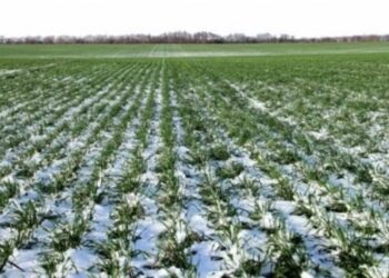 В Україні 300 тис га посівів озимих культур потрібно буде пересіяти – ЭКОНОМИКА