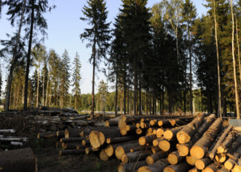 У Голопристанській громаді: російські окупаційні війська знищують ліс