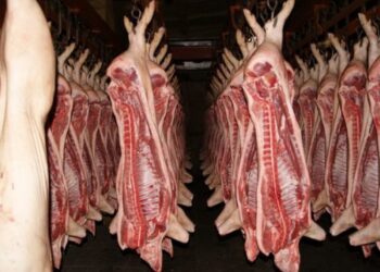 Ціни на свинину живою вагою відновили зростання – ЭКОНОМИКА