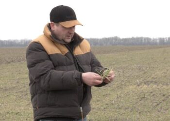 На Черкащині відмовляються сіяти кукурудзу – ЭКОНОМИКА