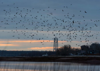 Погода в Запоріжжі в березні 2024 — синоптики прогнозують, що місяць буде теплішим за норму | Новости Запорожья