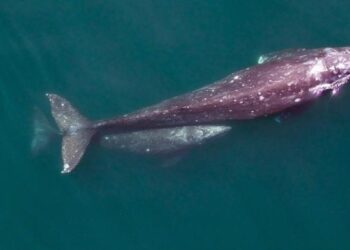 Сірого кита, який вважався вимерлим в Атлантиці, помітили вперше за 200 років – Экономика