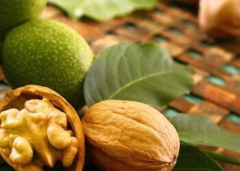 В Україні сучасні сорти горіхів витісняють застарілі – ЭКОНОМИКА