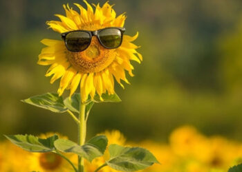 Погода у Запоріжжі 29 та 30 червня — що прогнозують синоптики | Новости Запорожья