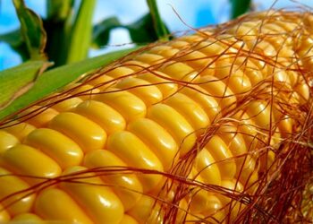Озвучено методи контролю основних шкідників кукурудзи – ЭКОНОМИКА