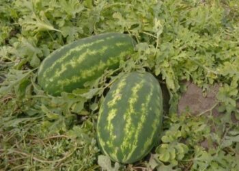 На Хмельниччині фермер вирощує кавуни зі смаком манго й ананаса – ЭКОНОМИКА