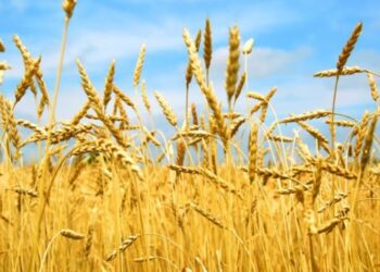 Озвучено оновлені ціни на зернові в Україні – ЭКОНОМИКА