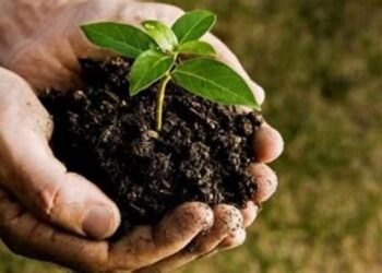 Стало відомо, як відновити родючість ґрунту без добрив – ЭКОНОМИКА