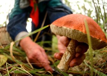 В Україні підвищили штрафи за незаконне збирання грибів, ягід та горіхів – ЭКОНОМИКА