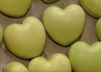 На Черкащині фермер вирощує яблука у формі серця – ЭКОНОМИКА
